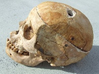 skull3.JPG