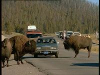 326494939-deer-pass-buffalo-herd-american-buffalo-traffic-congestion.jpg
